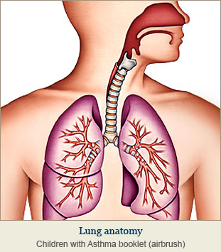 Medical Illustration Lungs